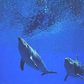 Half Moon Resort offers Scuba Diving packages